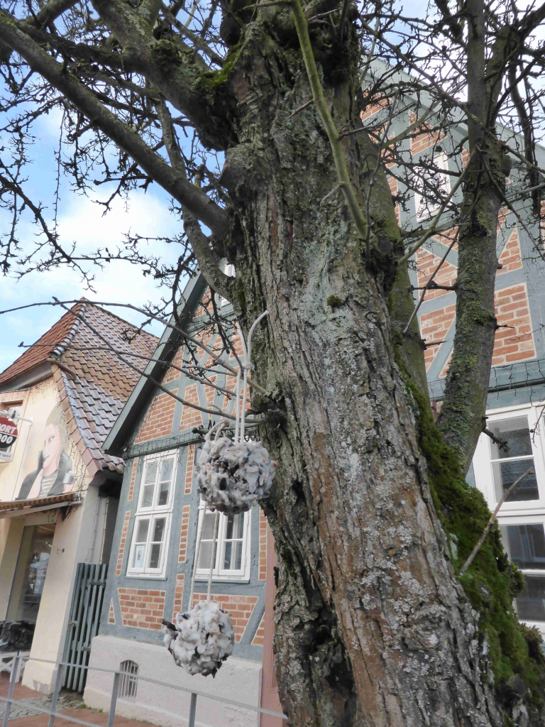 Meisenknödel in der Innenstadt
